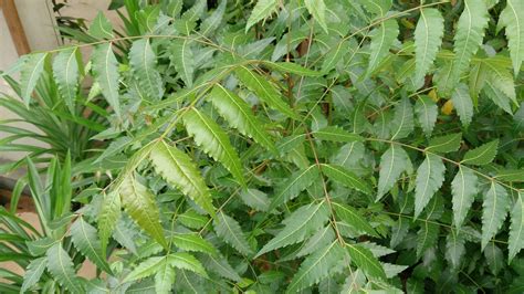 What Is Neem Tree Definition at Darcy Poninski blog