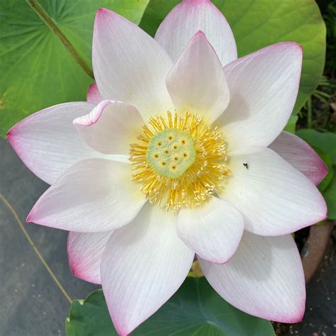 Water Lotus Plant