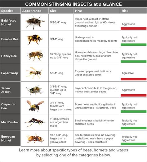 Image result for Printable Insect Identification Chart