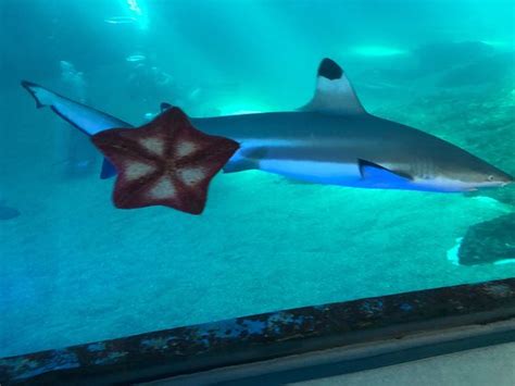 Shark Dive Maui - All You Need to Know BEFORE You Go