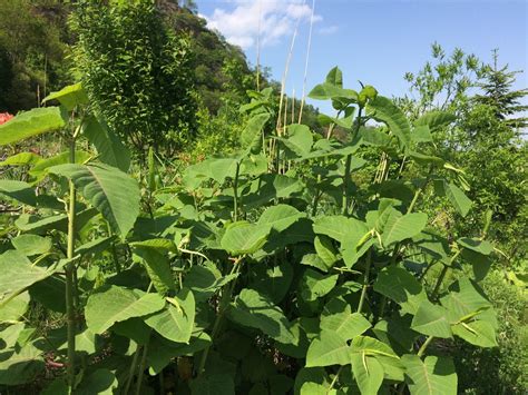 お散歩ハーブ倶楽部 円山登山の会, 円山公園/maruyama Park, Sapporo, 19 June 2025 | AllEvents