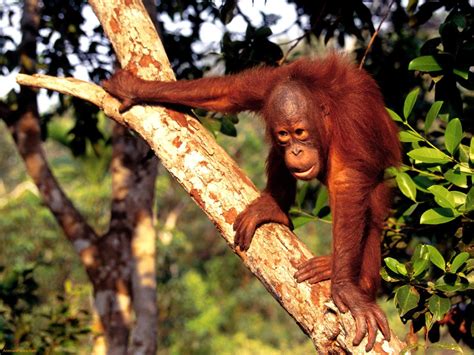 Are Orangutans Dangerous