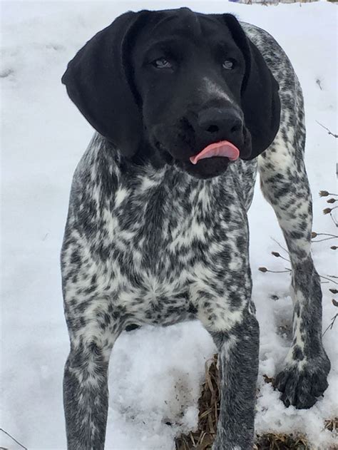 Black German Shorthaired Pointer Puppies