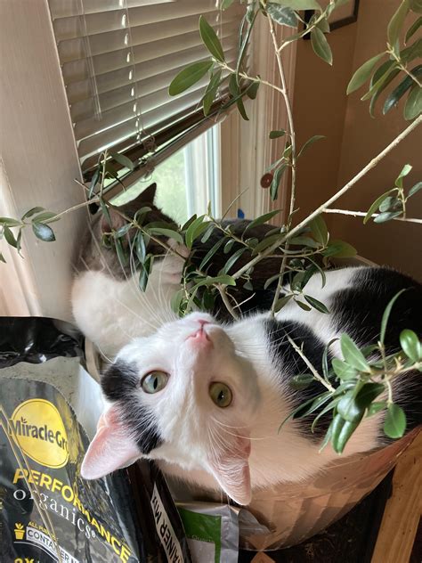 Two cats snuggling in a pot : r/Awww