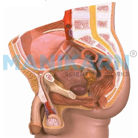 Image result for Male Reproductive Lab Model