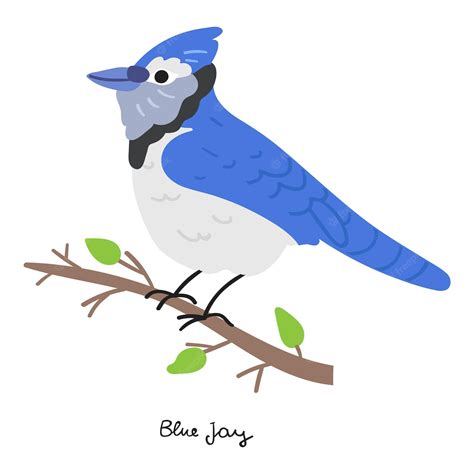 blue jay #3362756 | Clipart Library