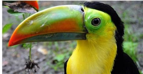 Image result for First Computer Algorithm Image
