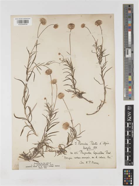 Phagnalon saxatile (L.) Cass. | Plants of the World Online | Kew Science
