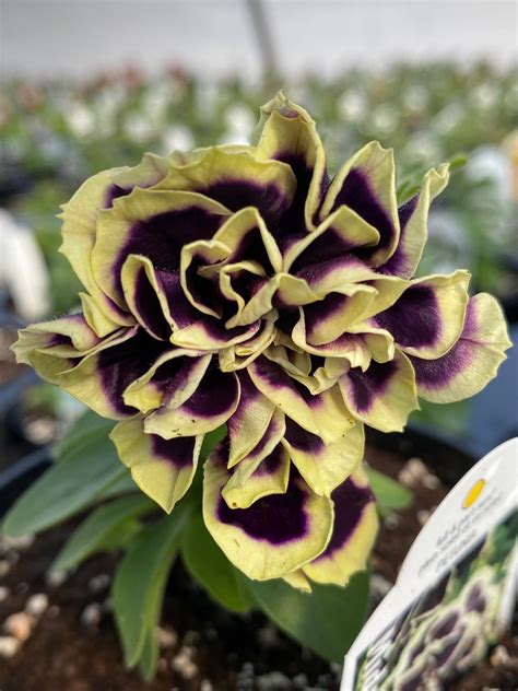 PETUNIA MIDNIGHT GOLD - 4" POT - Deneweth's Garden Center