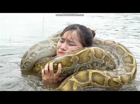 Image result for Python Wrapped around Girl YouTube