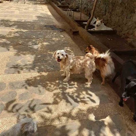 Image result for How to Stop Dogs from Eating Poop