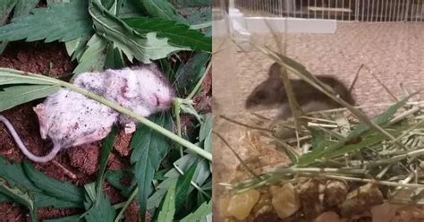'Marijuana Mouse' Passes Out After Munching On Cannabis Leaves