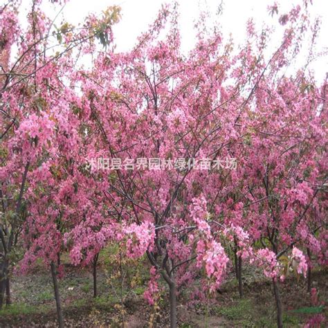 大量优质5公分的红宝石海棠_沭阳县广汉园林苗木场_园林网