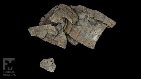 Sea Turtle Shell 的图像结果