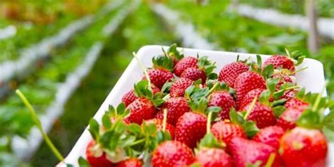 Polyhouse Crop Economics | Profit & ROI Calculator for Greenhouse ...