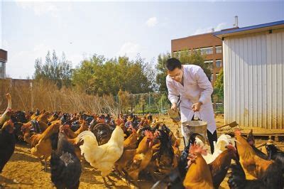 义龙：80后回乡创业养鸡“啄”开致富门