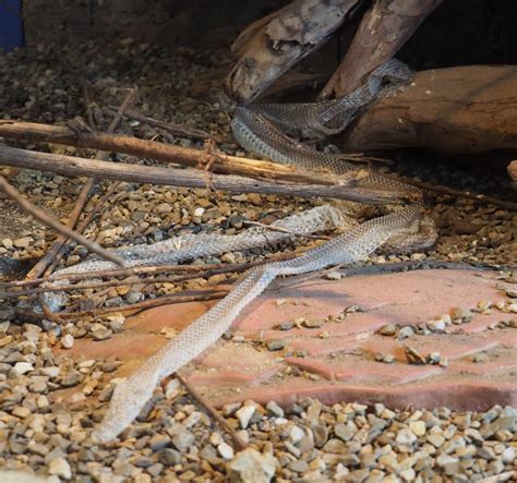 Image result for Python Skin Shed