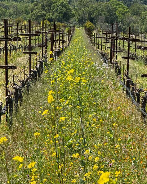 Moon Hollow Estate (@moonhollowestate) • Instagram photos and videos