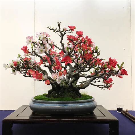 Japanese Quince Bonsai Essential Care Insights
