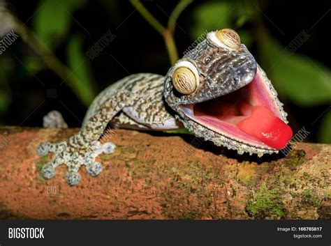 Giant Leaf-tail Gecko Image & Photo (Free Trial) | Bigstock