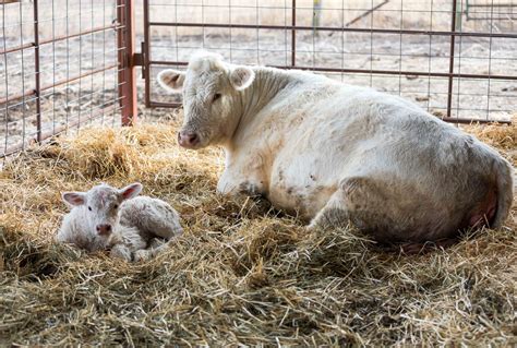 Cattle Chat: Watch for navel and joint ill in newborn calves
