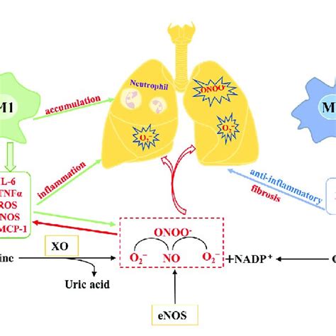 Image result for Ali vs Ards PaO2/FiO2