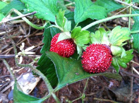 Wild Strawberry – Edible or Not | Walter Reeves: The Georgia Gardener