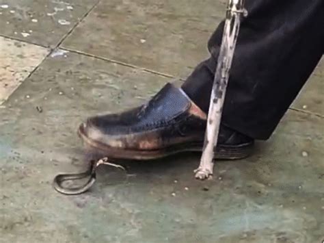 Cobras spotted daily at Sagar’s Deori Girls' School: 25 snakes caught ...