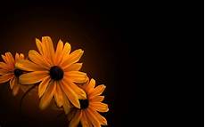 Black And Orange Flower Wallpaper by 49 Orange Black Wallpaper On Wallpapersafari Black And Orange Flower Wallpaper