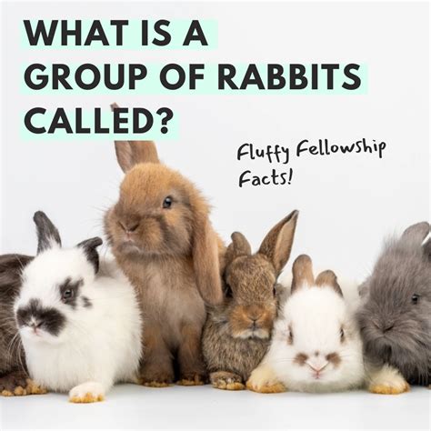 What Is A Group Of Rabbits Called? Fun Facts & Insights