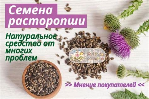 Масло расторопши: польза и вред, как принимать, отзывы