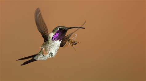 Praying Mantis Eating Hummingbird