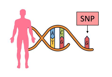 Image result for SNP Examples in Bio