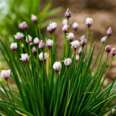 10 Best Companion Plants For Chives: Unleashing Harmony and Flavor ...
