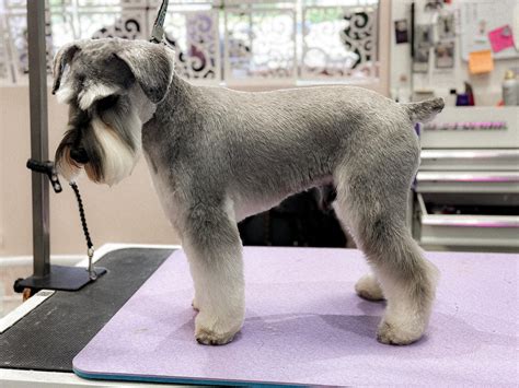 Different Haircuts For Schnauzers Schnauzer Haircuts Top 23 Styles