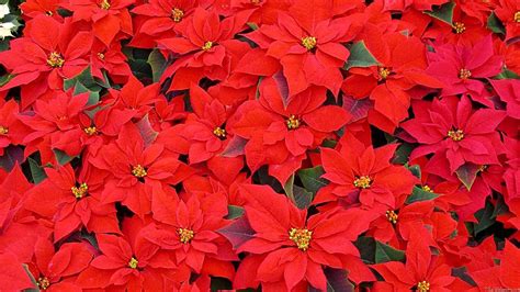 Christmas Poinsettia Wallpapers - Wallpaper Cave
