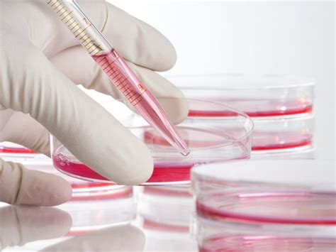 Stem Cells for Anti-Ageing and Baldness | Healthy Living