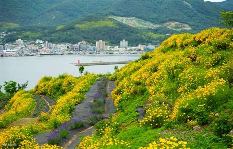 Geoje Marina Yacht and Flower Park Day Tour - Klook India