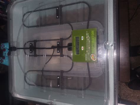 Image result for Ball Python Clutch