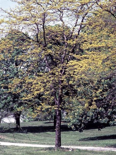 Gleditsia triacanthos f. inermis 'Suncole' Sunburst® - Sunburst ...