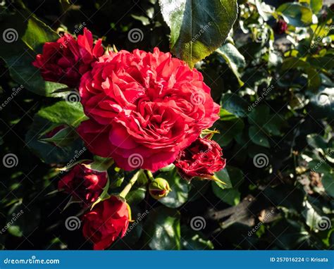 French Floribunda Rose Red Leonardo Da Vinci Flowering with Red Flowers ...