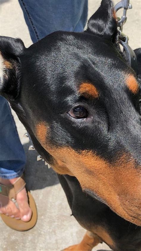 Doberman Pinscher Bite Wound