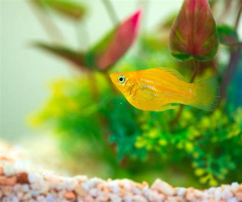 Keeping Your Goldfish Healthy: A Comprehensive Guide