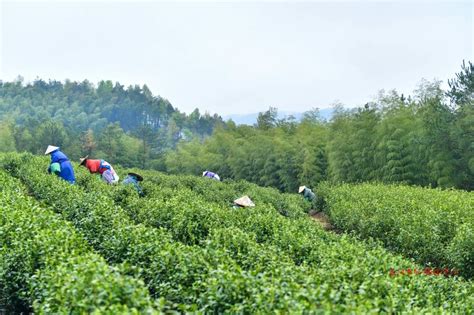 【图片故事】贵州明前采茶忙 - 当代先锋网 - 要闻