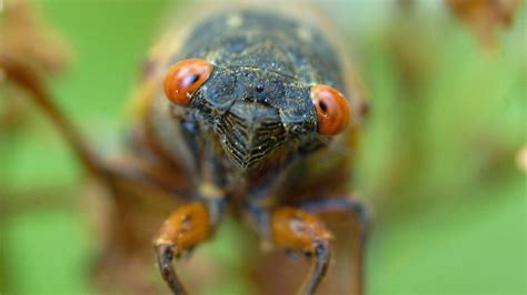 Brood X cicadas are emerging but most Cape Cod's Brood XIV coming in 2025