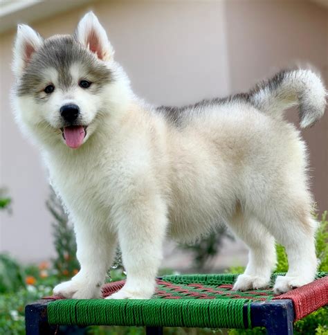 Siberian Husky Price in India- Images, Temperament & More