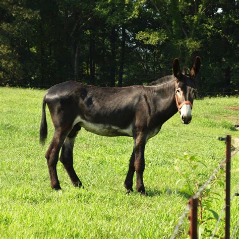 Huff's Mammoth Jackstock and Draft Mules - Current Mammoth Jacks ...