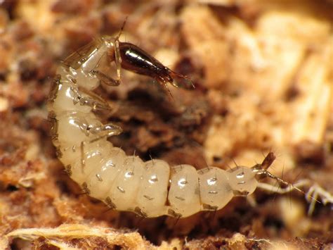 Larvae Identification 的图像结果