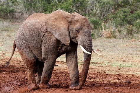 Image result for Elephant Toothpasste Exploding