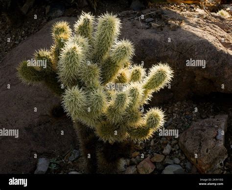 Teddy Bear Cholla (Cylindropuntia bigelovii) at Desert Museum in Tucson ...